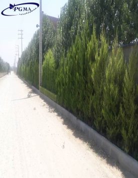 زمین چندار 6 هکتار