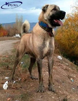 سگ سرابی