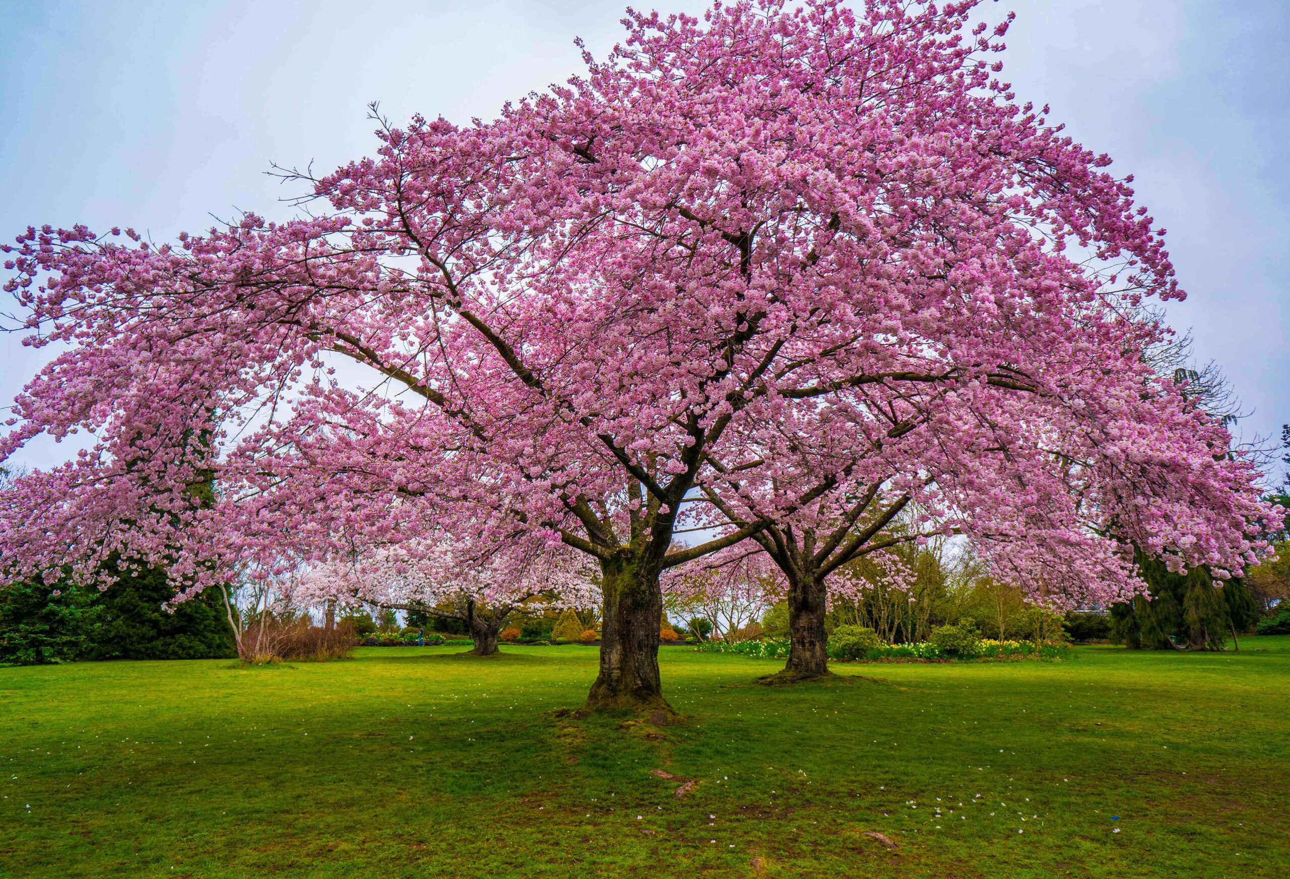 چوب گیلاس (11) چوب گیلاس