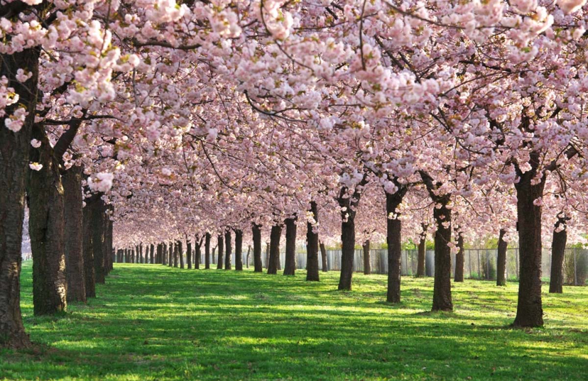 چوب گیلاس (2) چوب گیلاس