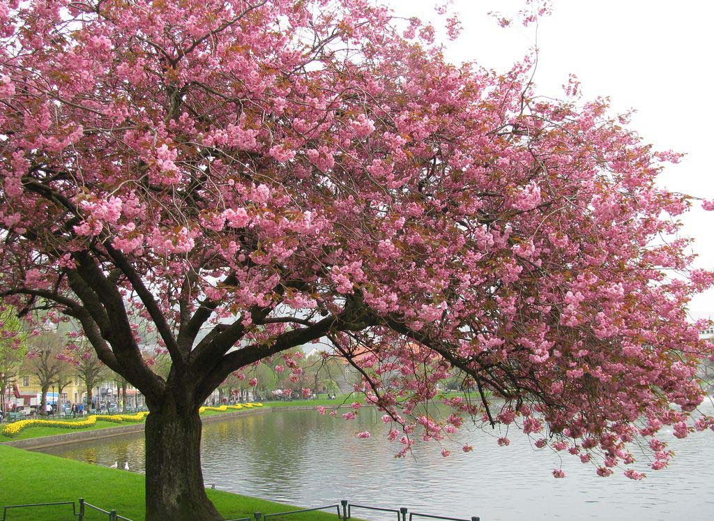 چوب گیلاس (5) چوب گیلاس