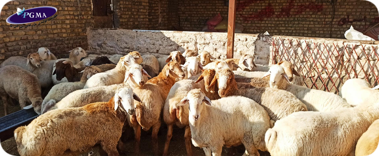 دامداری - خدمات پی جی ما خدمات پی جی ما