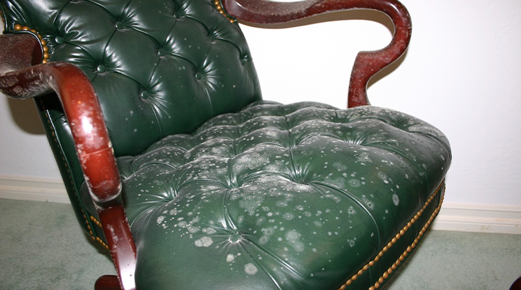 Leather_sofa (4) قارچ و کپک روی مبل