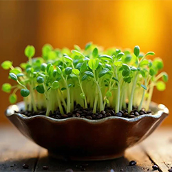 haft_sin_table (2) سبزه