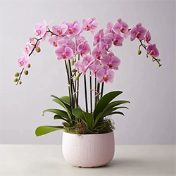 haft_sin_table (20) گل ارکیده