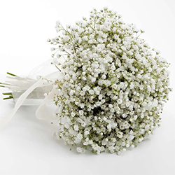 haft_sin_table (21) گل عروس یا ژیپسوفیلا