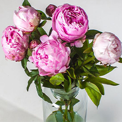 haft_sin_table (23) گل پنج تومنی