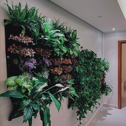 Houseplants (10) گیاهان آپارتمانی