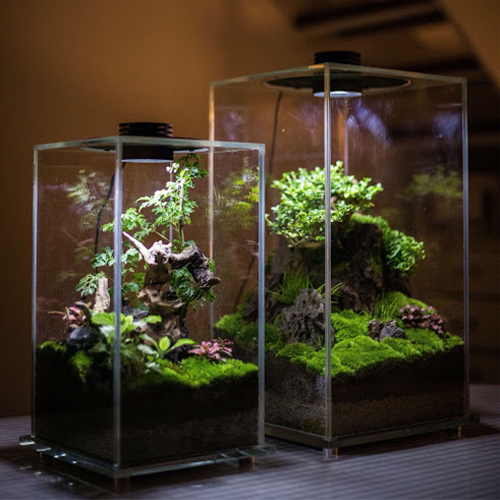 Houseplants (11) تراریوم
