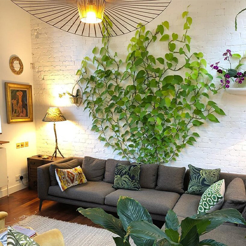 Houseplants (12) گیاهان آپارتمانی
