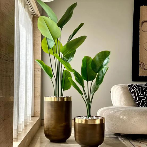 Houseplants (14) گیاهان آپارتمانی
