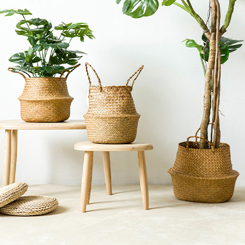 Houseplants (17) گلدان گل