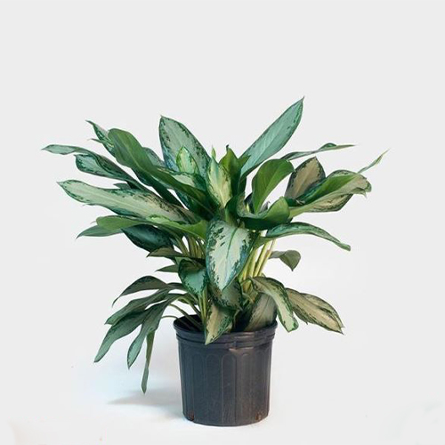 Houseplants (18) گیاهان آپارتمانی