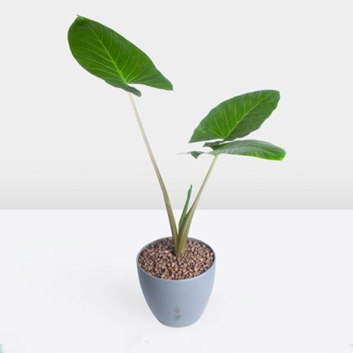 Houseplants (19) گلدان گل