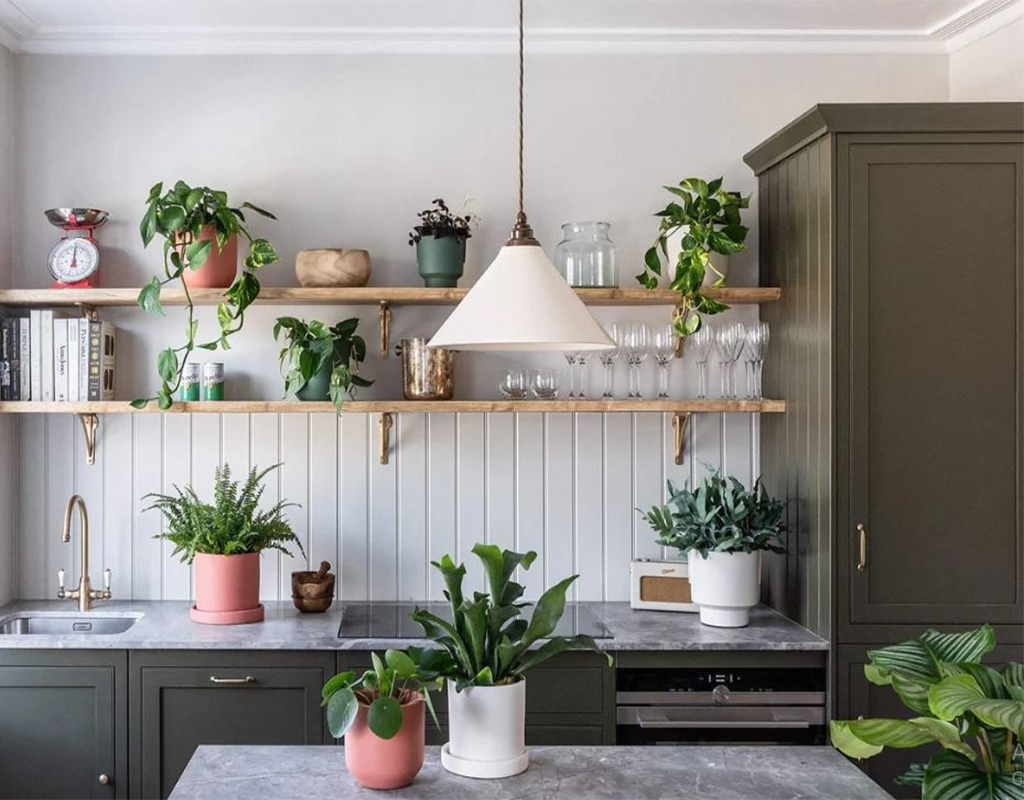 Houseplants (2) گیاهان آپارتمانی