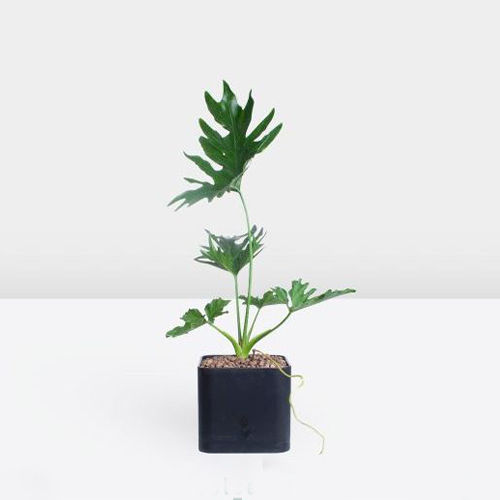 Houseplants (20) گیاهان آپارتمانی