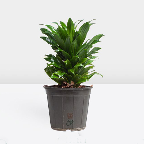 Houseplants (21) گلدان گل