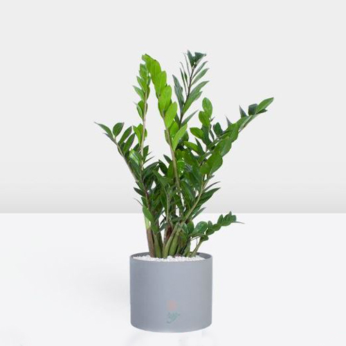 Houseplants (22) گیاهان آپارتمانی