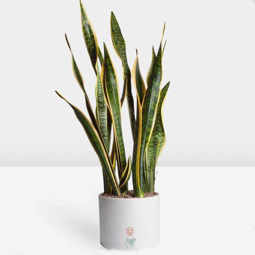 Houseplants (23) گلدان گل