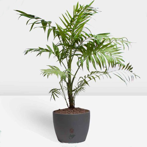 Houseplants (24) گیاهان آپارتمانی