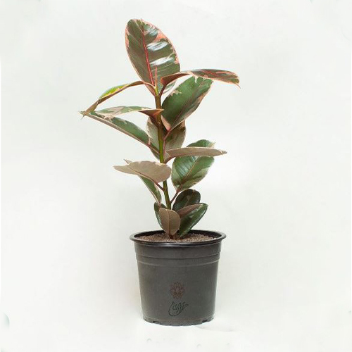 Houseplants (25) گلدان گل