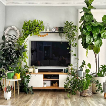 Houseplants (3) گل در پذیرایی