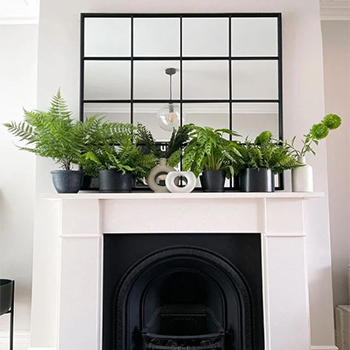 Houseplants (4) گیاهان آپارتمانی